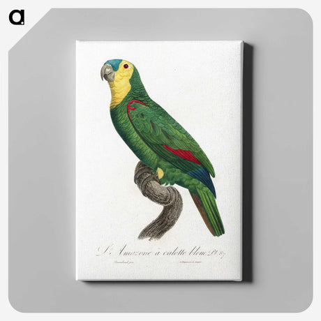 1-55_Francois-Levaillant_canvas