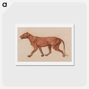 アートポストカード-Tiger Body, Lateral View
 - ジョージ スタッブス Postcard.