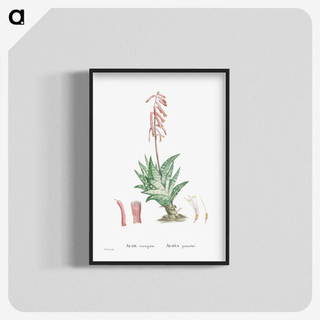 1-55_Histoire-des-Plantes-Grasses_blk-crop