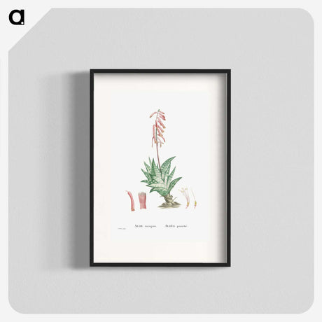 1-55_Histoire-des-Plantes-Grasses_blk
