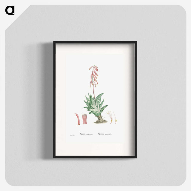 1-55_Histoire-des-Plantes-Grasses_blk