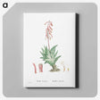 1-55_Histoire-des-Plantes-Grasses_canvas