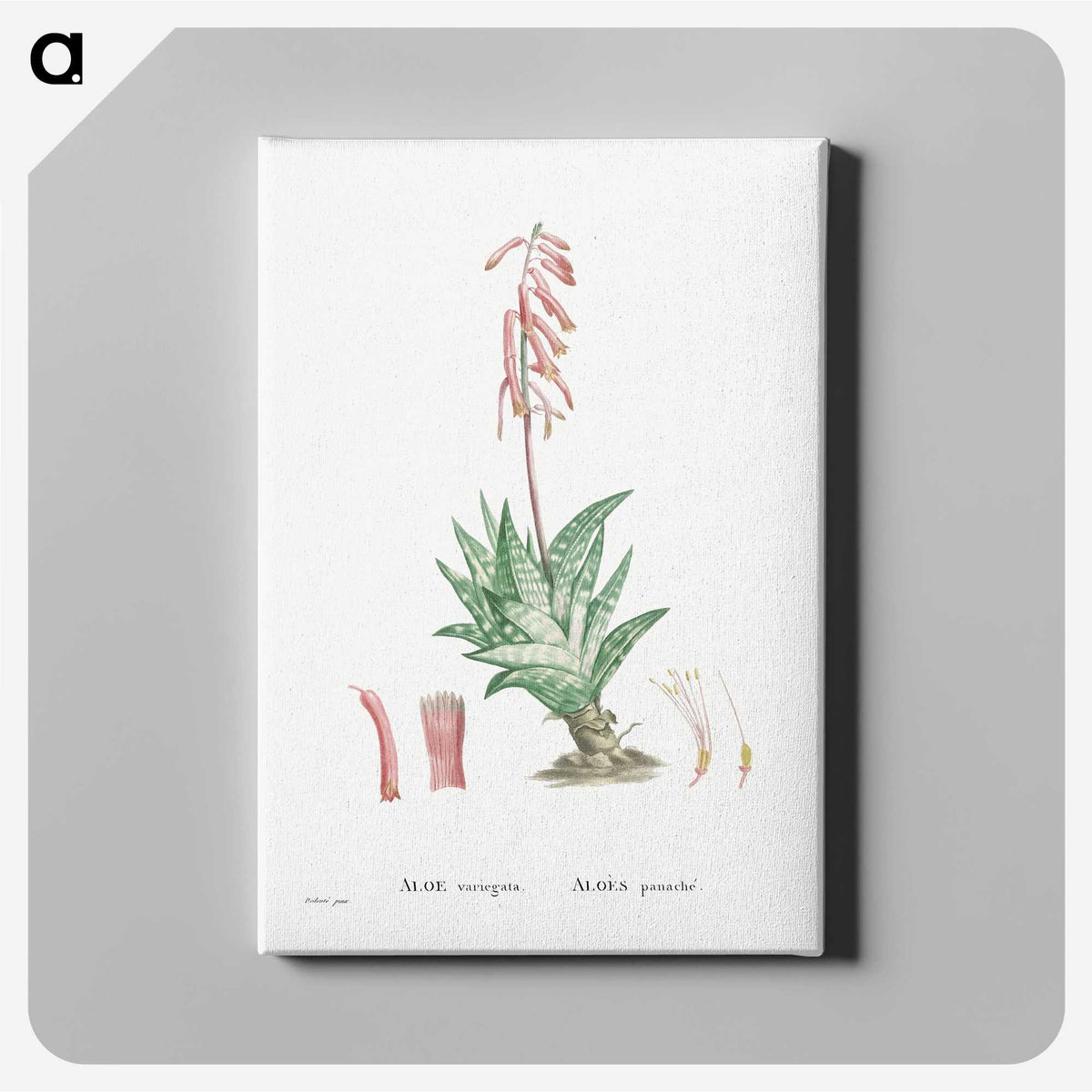1-55_Histoire-des-Plantes-Grasses_canvas