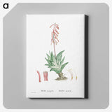 1-55_Histoire-des-Plantes-Grasses_canvas
