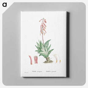 1-55_Histoire-des-Plantes-Grasses_canvas