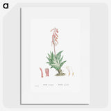 1-55_Histoire-des-Plantes-Grasses_picture