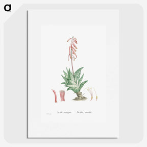 1-55_Histoire-des-Plantes-Grasses_picture