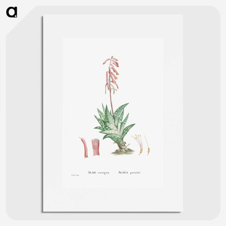 1-55_Histoire-des-Plantes-Grasses_picture