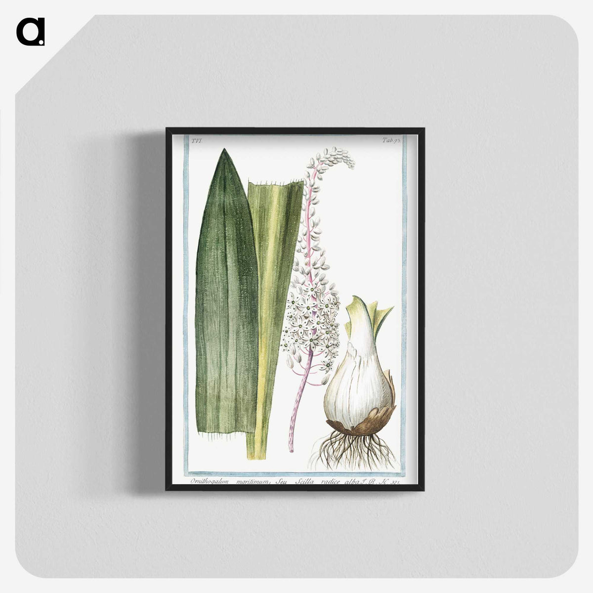 1-55_Hortus-Romanus-Botanical-Plates_blk-crop