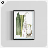 1-55_Hortus-Romanus-Botanical-Plates_blk-crop