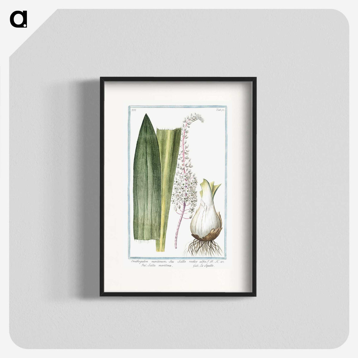 1-55_Hortus-Romanus-Botanical-Plates_blk