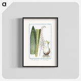 1-55_Hortus-Romanus-Botanical-Plates_blk