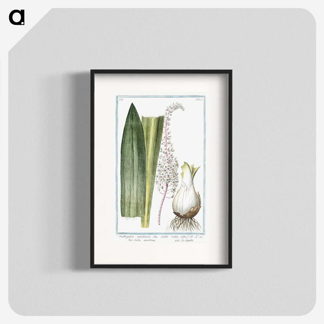 1-55_Hortus-Romanus-Botanical-Plates_blk