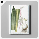 1-55_Hortus-Romanus-Botanical-Plates_canvas