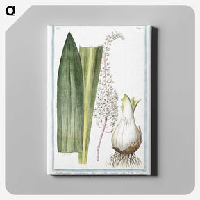1-55_Hortus-Romanus-Botanical-Plates_canvas