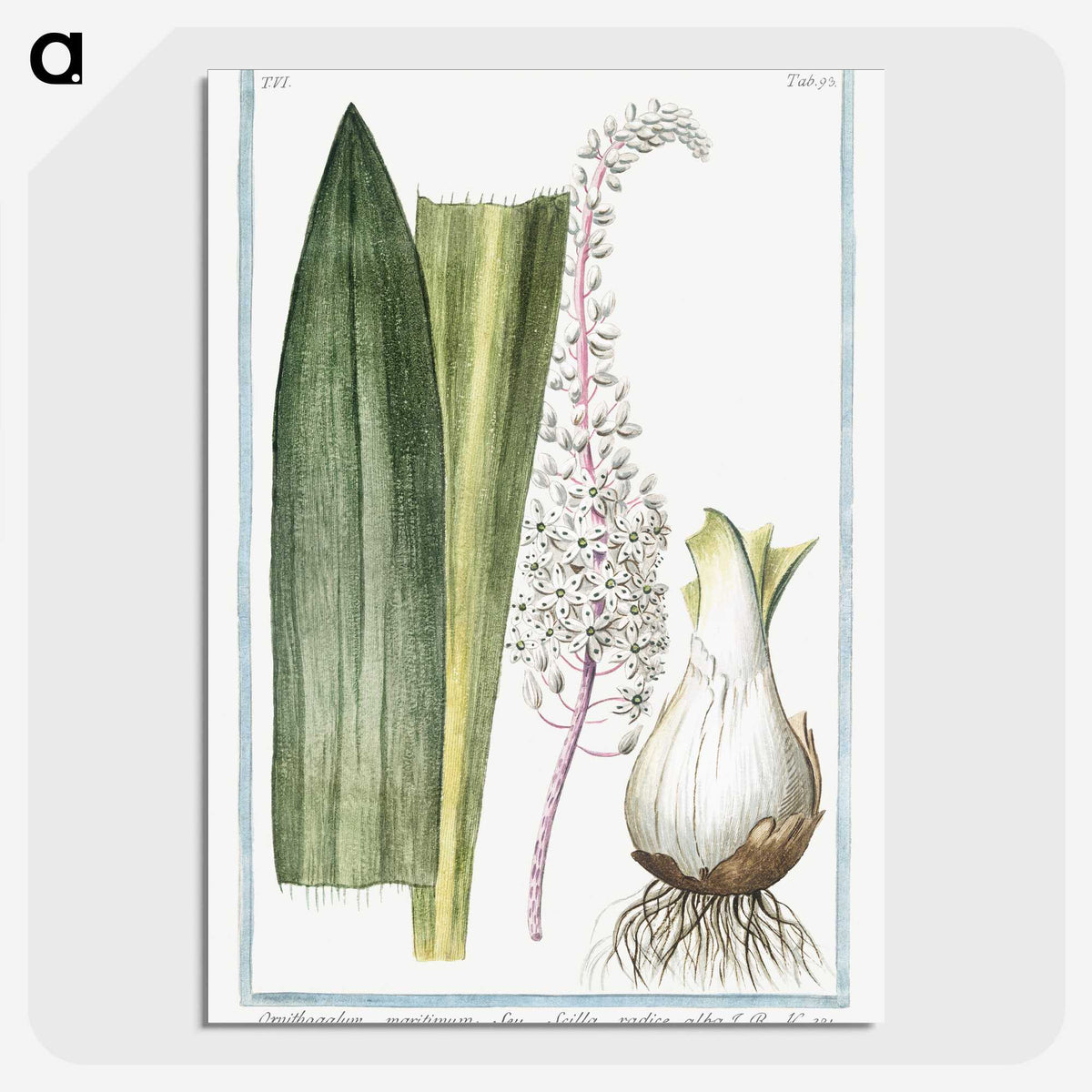 1-55_Hortus-Romanus-Botanical-Plates_picture-crop