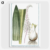 1-55_Hortus-Romanus-Botanical-Plates_picture-crop
