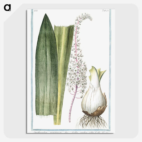 1-55_Hortus-Romanus-Botanical-Plates_picture-crop