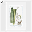 1-55_Hortus-Romanus-Botanical-Plates_picture