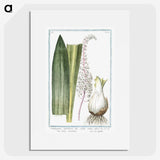 1-55_Hortus-Romanus-Botanical-Plates_picture
