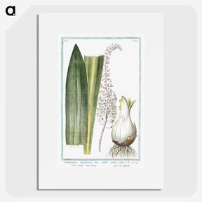1-55_Hortus-Romanus-Botanical-Plates_picture