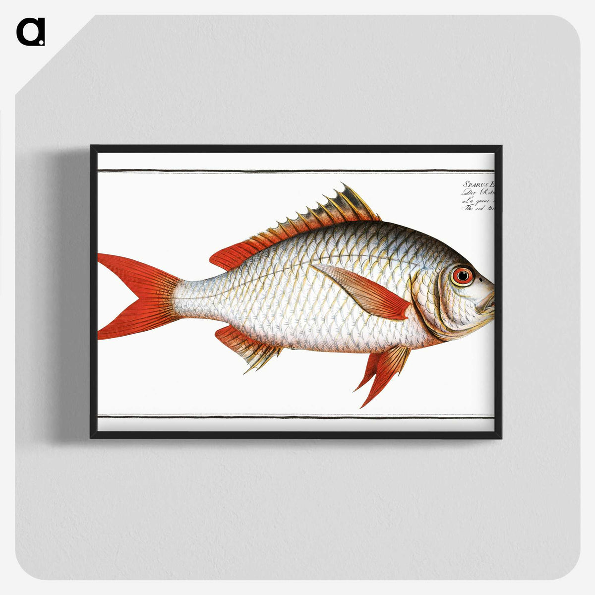 1-55_Ichtyologie-ou-Histoire-naturelle_blk-crop