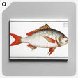 1-55_Ichtyologie-ou-Histoire-naturelle_canvas