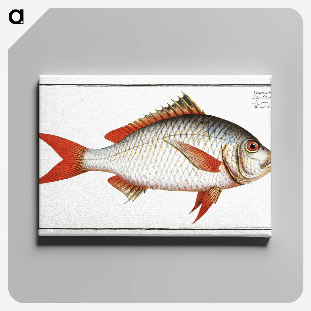 1-55_Ichtyologie-ou-Histoire-naturelle_canvas
