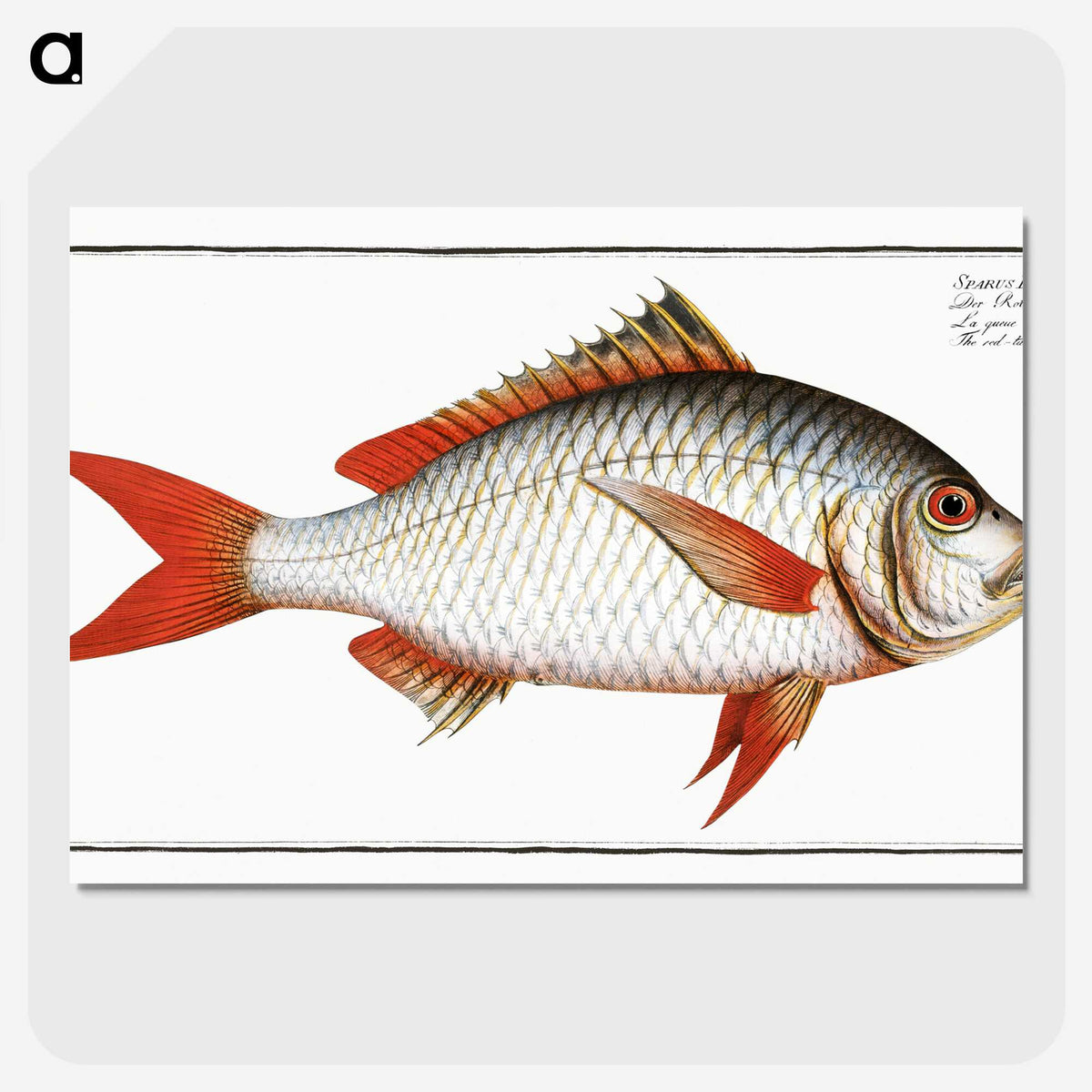 1-55_Ichtyologie-ou-Histoire-naturelle_picture-crop