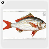 1-55_Ichtyologie-ou-Histoire-naturelle_picture-crop