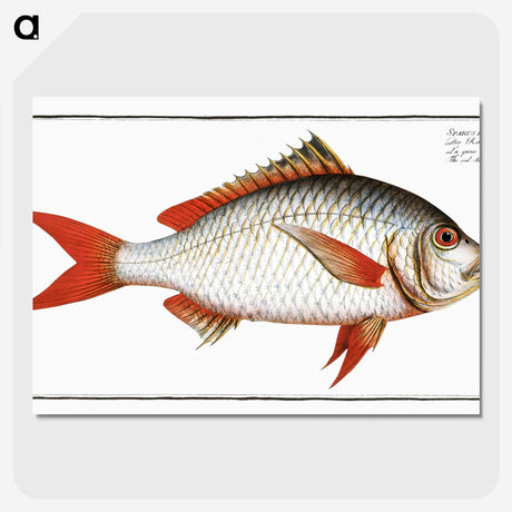 1-55_Ichtyologie-ou-Histoire-naturelle_picture-crop