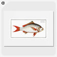 1-55_Ichtyologie-ou-Histoire-naturelle_picture