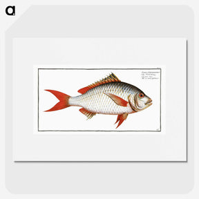 1-55_Ichtyologie-ou-Histoire-naturelle_picture