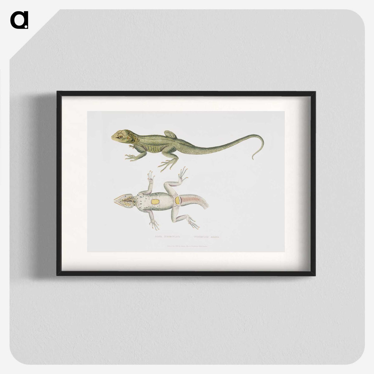 1-55_Indian-Zoology_blk