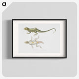 1-55_Indian-Zoology_blk