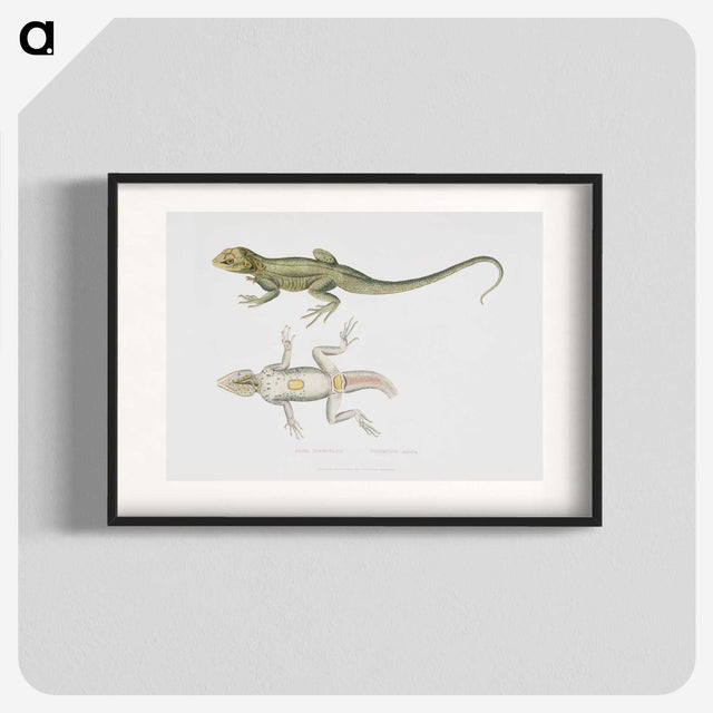 1-55_Indian-Zoology_blk