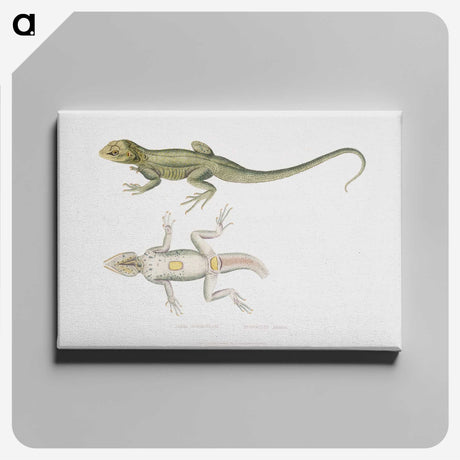 1-55_Indian-Zoology_canvas