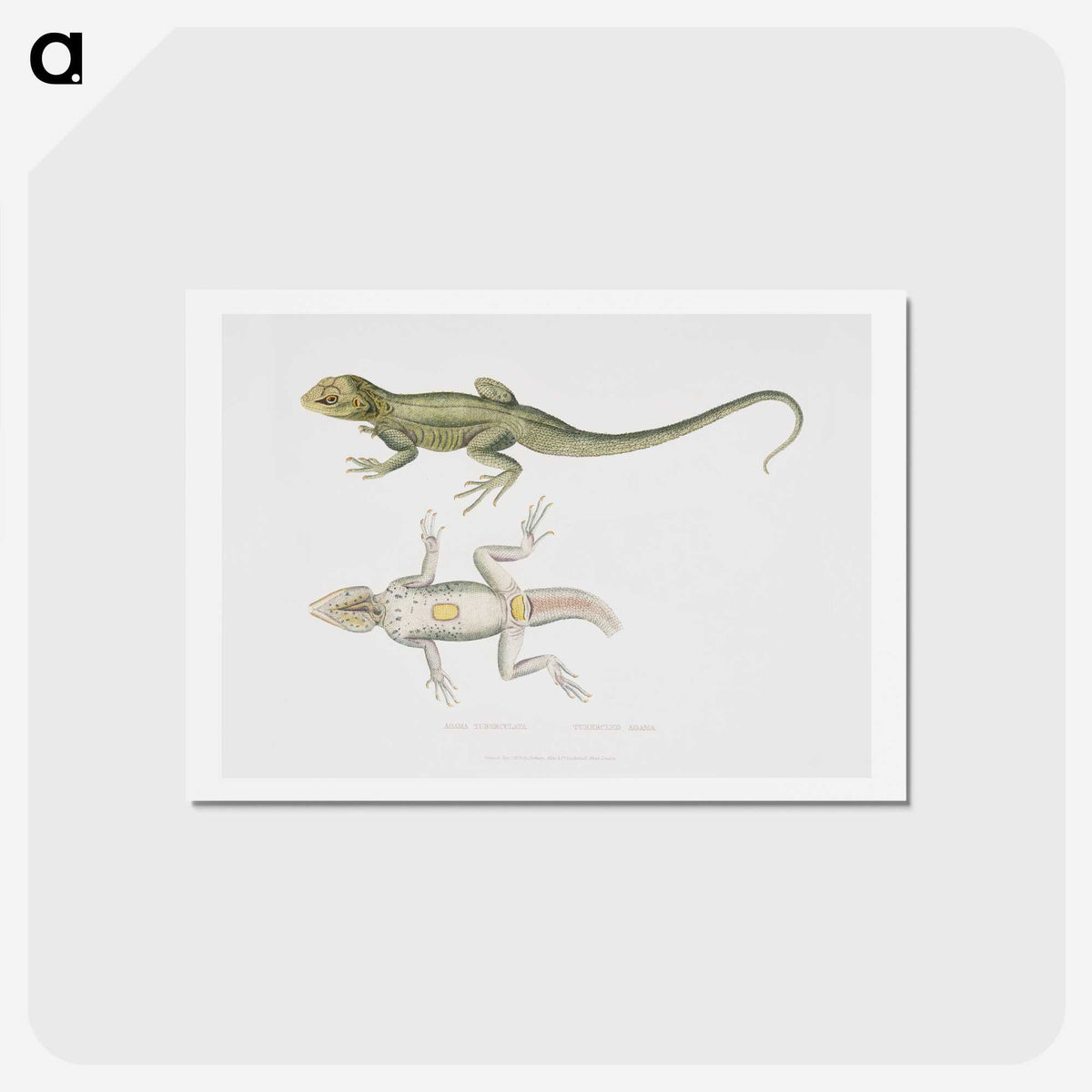 1-55_Indian-Zoology_hagaki