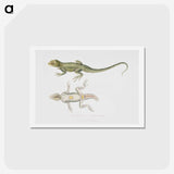 1-55_Indian-Zoology_hagaki