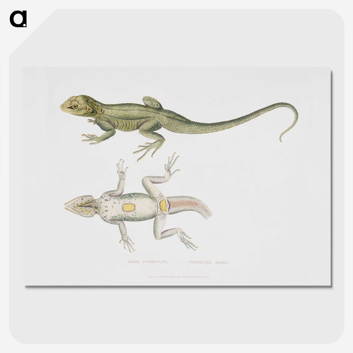 1-55_Indian-Zoology_picture-crop