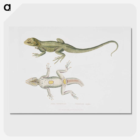 1-55_Indian-Zoology_picture-crop