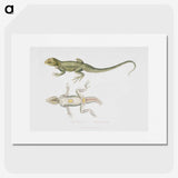 1-55_Indian-Zoology_picture