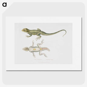 1-55_Indian-Zoology_picture