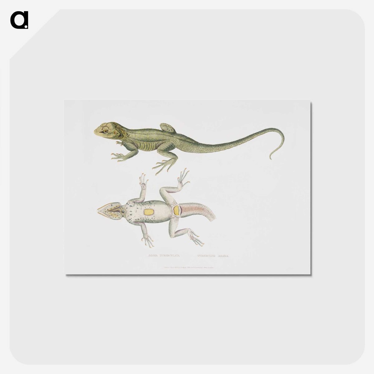 1-55_Indian-Zoology_postcard