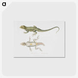 1-55_Indian-Zoology_postcard