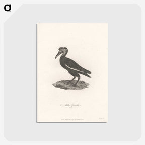 1-55_James-Heath_postcard