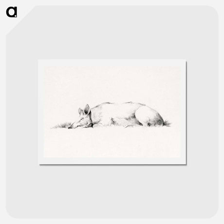 アートポストカード-Lying pig drawing in high resolution by Jean Bernard - ジャン ベルナール Postcard.