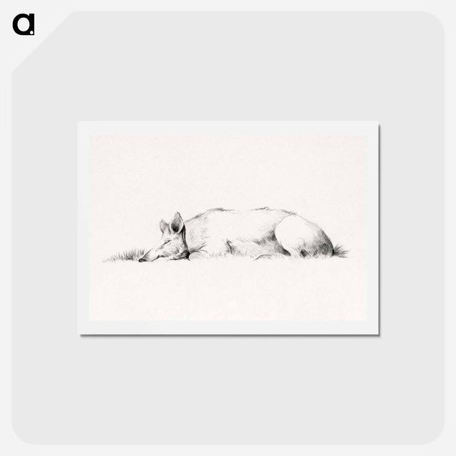 アートポストカード-Lying pig drawing in high resolution by Jean Bernard - ジャン ベルナール Postcard.