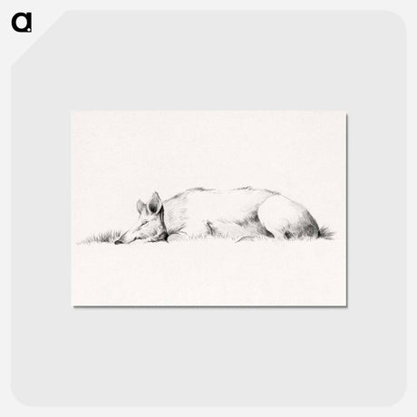 アートポストカード-Lying pig drawing in high resolution by Jean Bernard - ジャン ベルナール Postcard.