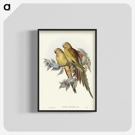 1-55_John-Gould_blk-crop
